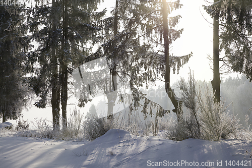 Image of coniferous trees, spruce