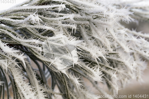 Image of pine trees in winter