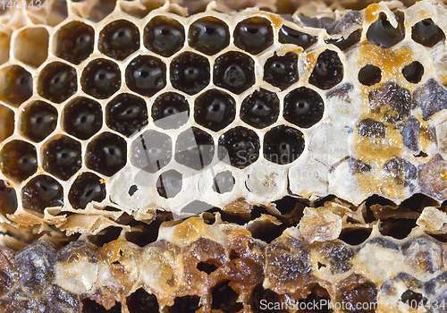 Image of honey-filled beeswax honeycombs