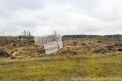 Image of trees after the hurricane