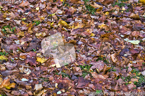 Image of dark rotting foliage