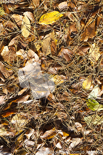 Image of deciduous foliage in the autumn