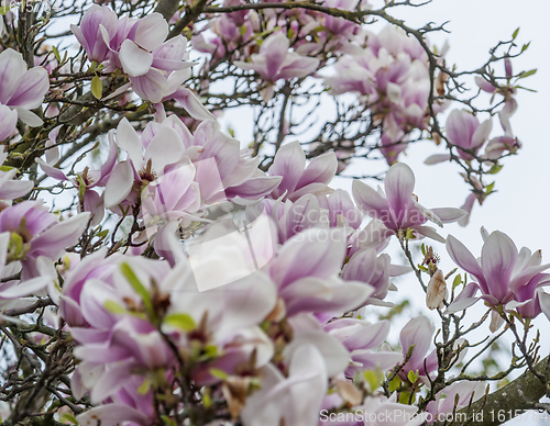 Image of magnolia blossoms closeup