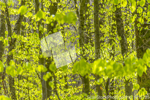 Image of fresh green leaves