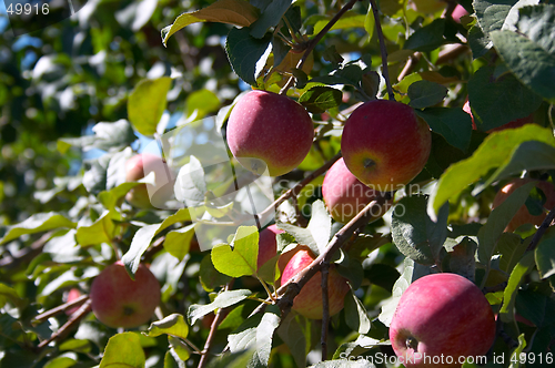 Image of Apples on the tree