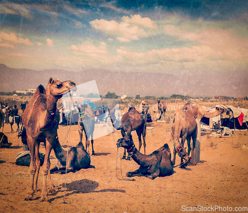 Image of Camels at Pushkar Mela (Pushkar Camel Fair), India