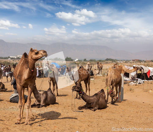 Image of Camels at Pushkar Mela (Pushkar Camel Fair), India