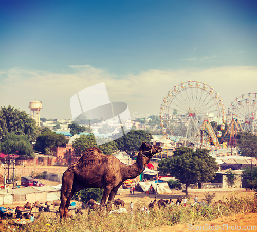 Image of Camels at Pushkar Mela (Pushkar Camel Fair), India