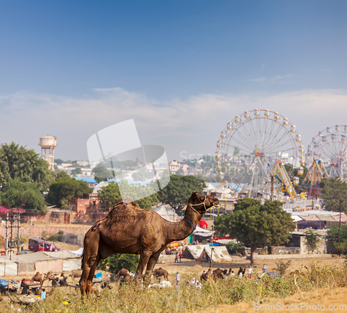 Image of Camels at Pushkar Mela (Pushkar Camel Fair), India