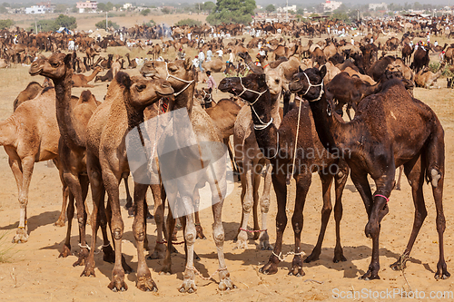 Image of Camels at Pushkar Mela (Pushkar Camel Fair), India