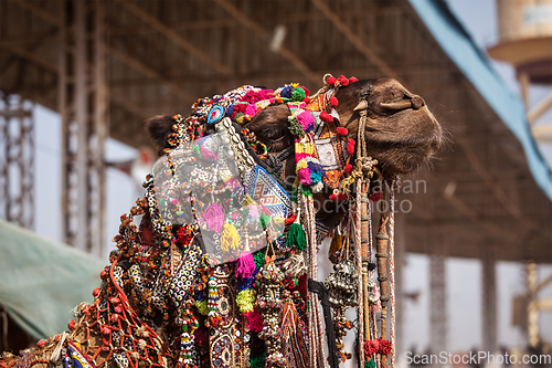 Image of Camel at Pushkar Mela (Pushkar Camel Fair), India