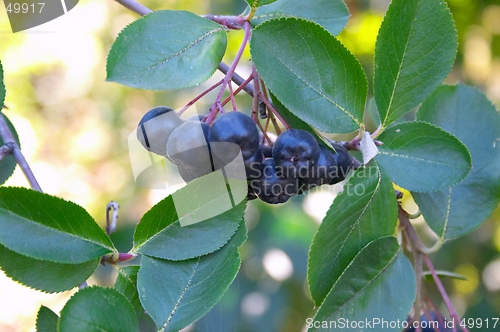 Image of Black ashberry