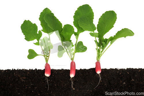 Image of Radish Salad Vegetable Plants Growing in Earth
