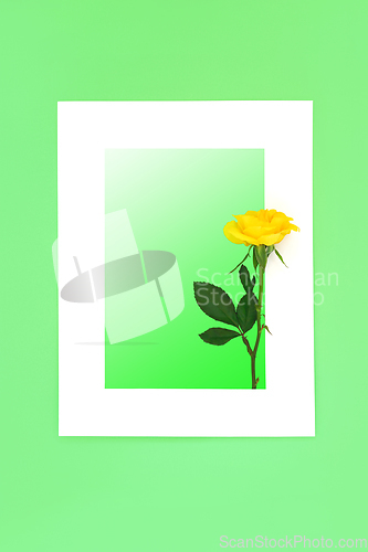 Image of Yellow Rose Flower Abstract Background Border