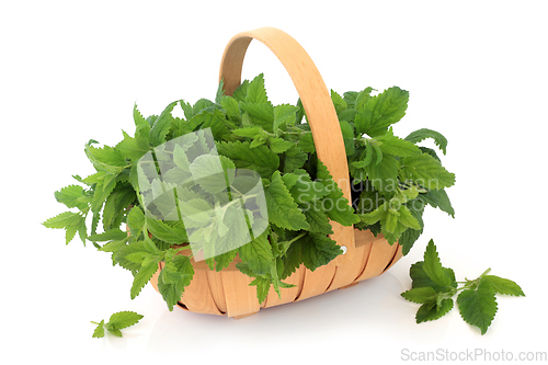 Image of Lemon Balm Herb in Trug Basket