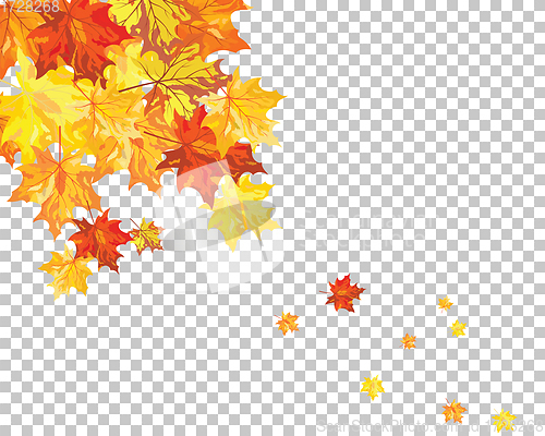 Image of Autumn maple leaves 