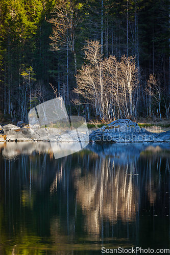 Image of Forest trees on Frillensee (small lake near Eibsee), Germany