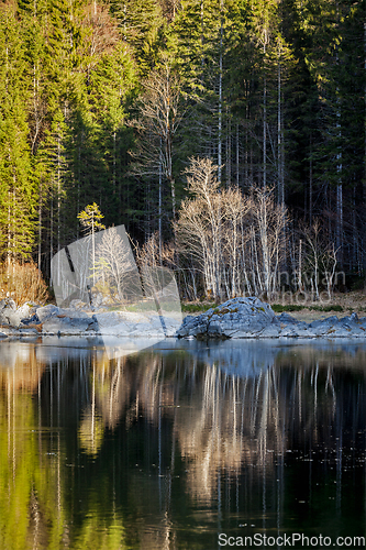 Image of Forest trees on Frillensee (small lake near Eibsee), Germany