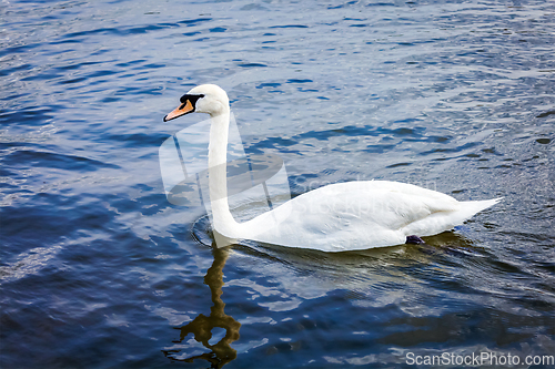 Image of Mute Swan Cygnus olor in lake