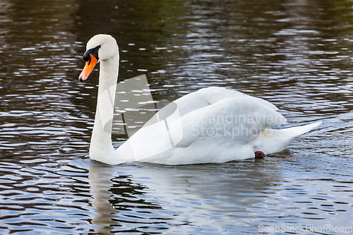 Image of Mute Swan Cygnus olor in lake