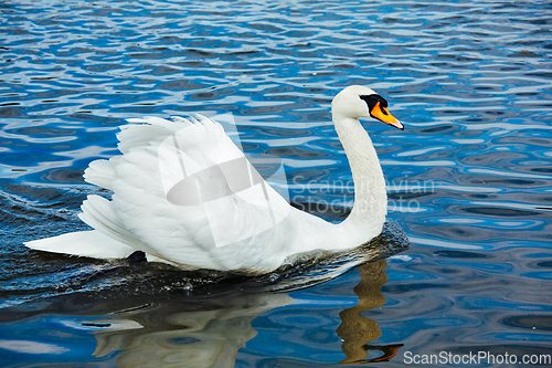 Image of Mute Swan (Cygnus olor) in lake