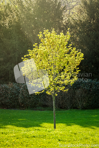 Image of Young tree in spring