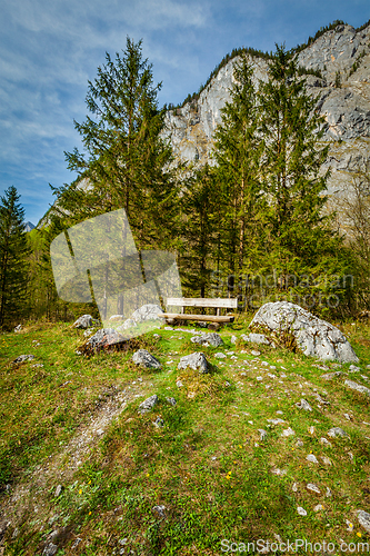 Image of Lonely bench in forest