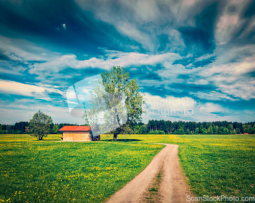 Image of Summer meadow