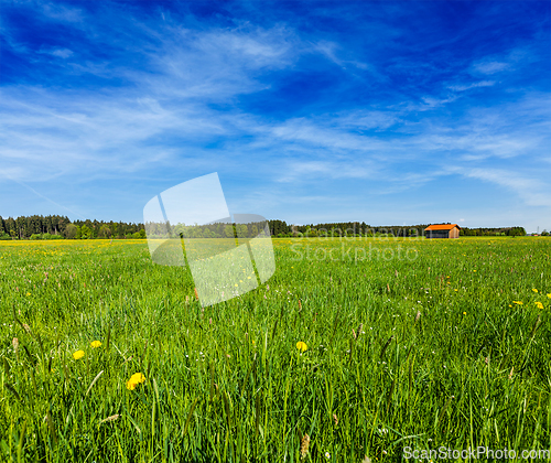 Image of Summer meadow