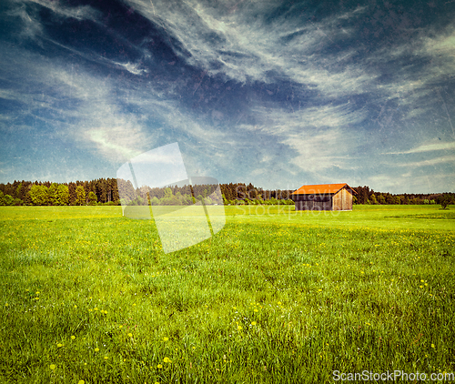 Image of Summer meadow