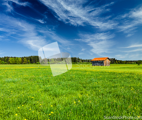 Image of Summer meadow