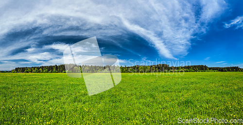 Image of Summer meadow