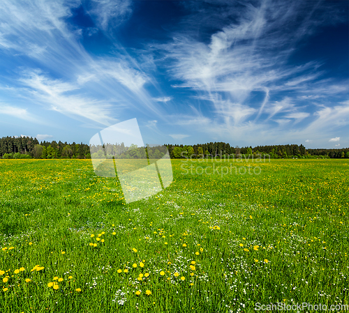 Image of Summer meadow