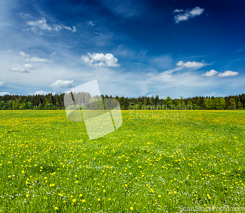 Image of Summer meadow