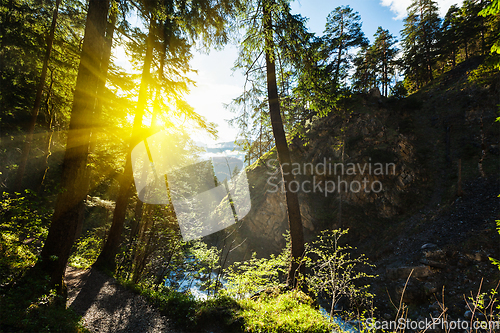 Image of Green forest with sunrays