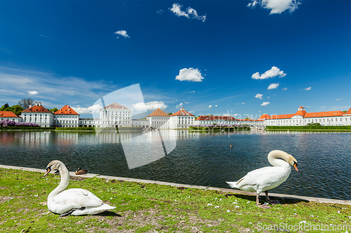 Image of Swans in garden near the Nymphenburg Palace