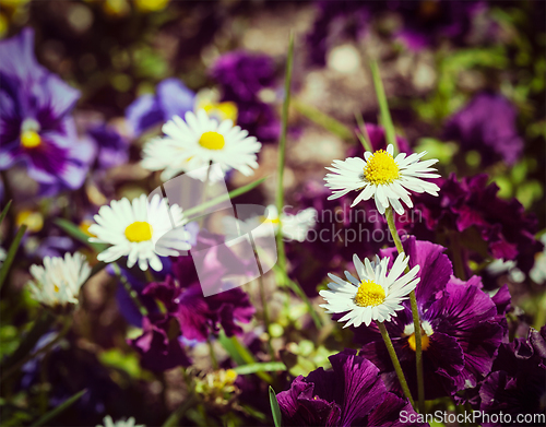 Image of Blooming field flowers in spring