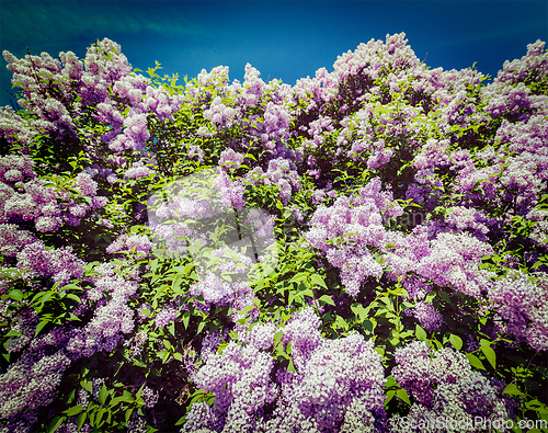 Image of Lilac in spring