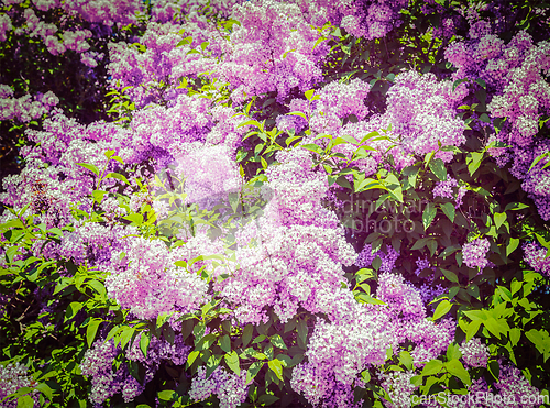 Image of Lilac in spring