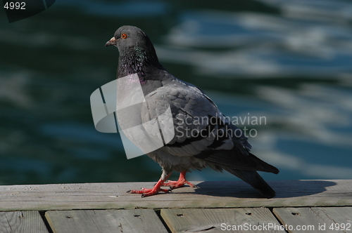Image of Pigeon_24.04.2005