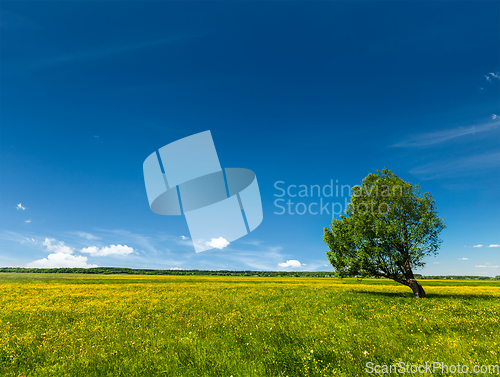 Image of Spring summer green field scenery lanscape with single tree