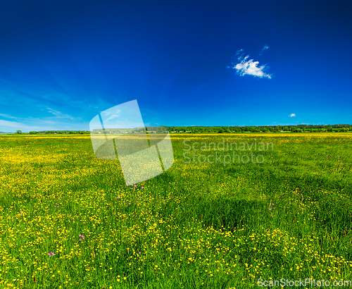 Image of Spring summer background - blooming field meadow