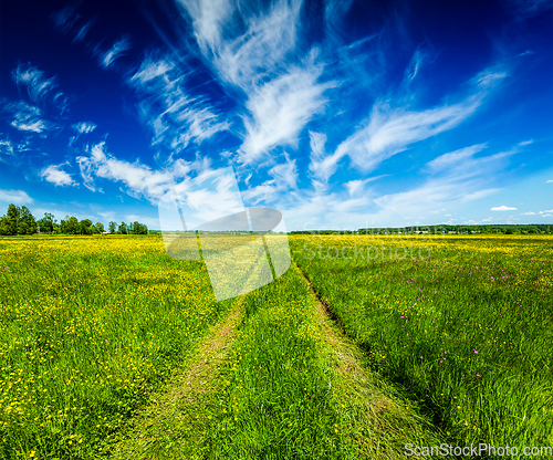 Image of Spring summer rural road in green field landscape