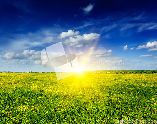 Image of Spring summer background - blooming field meadow