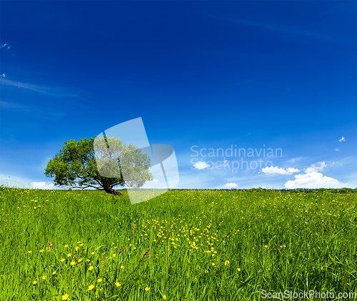 Image of Spring summer green field scenery lanscape with single tree