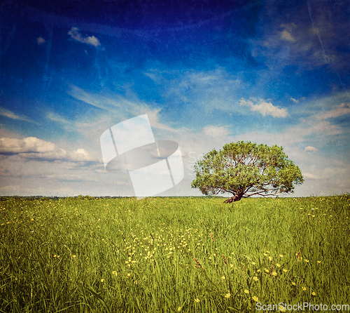 Image of Spring summer green field scenery lanscape with single tree