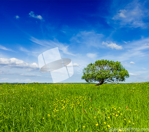 Image of Spring summer green field scenery lanscape with single tree