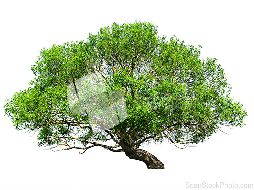 Image of Tree isolated