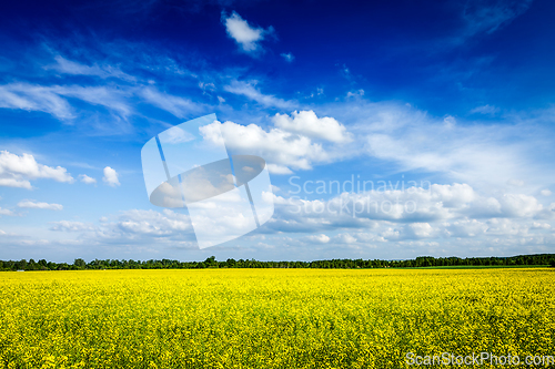 Image of Spring summer background canola field and blue sky