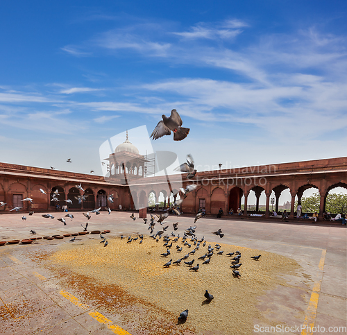 Image of Pigeons in Jama Masjid mosque